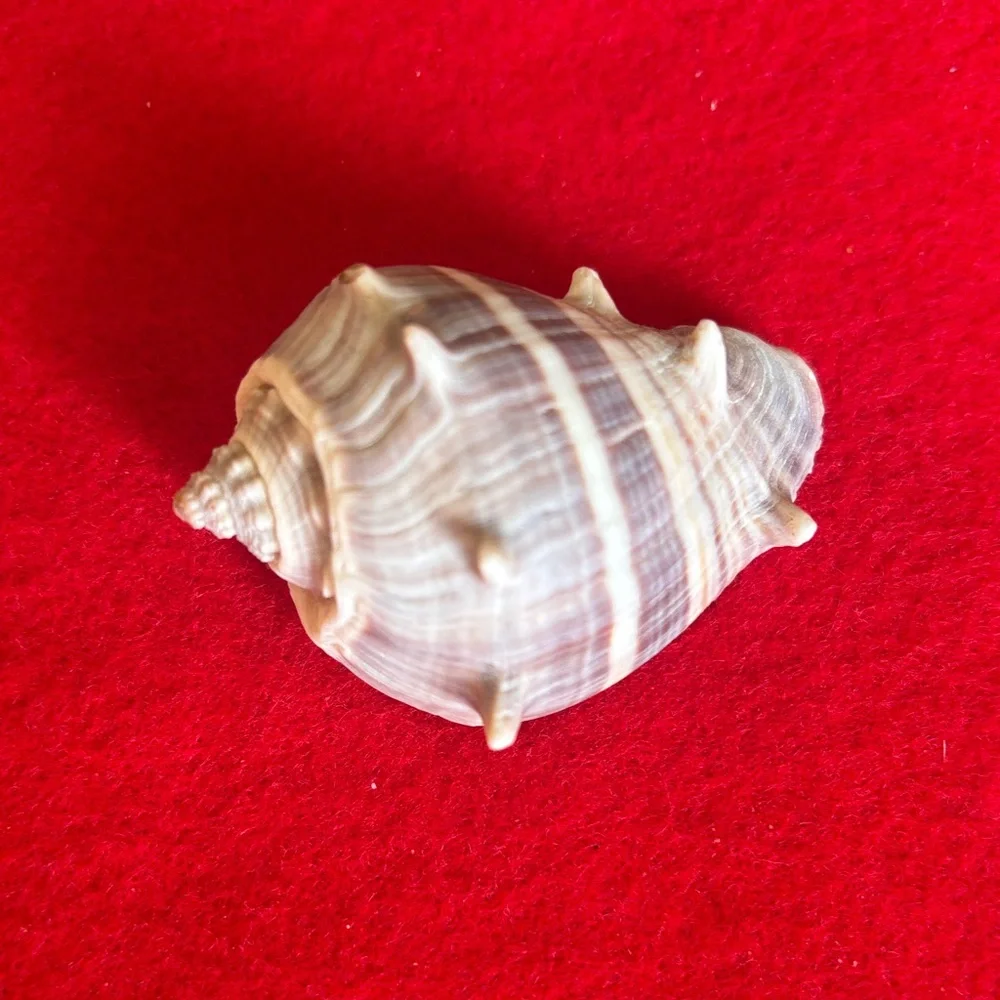 Coastal Pet Habitat Shell Set - Tan and Cream